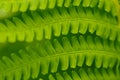 Natural green background. Fern leaves close up. Royalty Free Stock Photo