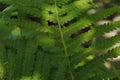 Natural green background. Fern leaves close up. Green leaves texture. Royalty Free Stock Photo