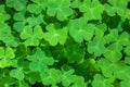 Natural Green Background With Fresh Three-leaved Shamrocks. St. Patrick`s Day Holiday Symbol. Top View