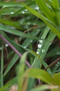 Natural green background, grass leaves with water droplets after rain. Depth of field Royalty Free Stock Photo