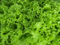 Natural green background. Green lettuce salad leaves. Closeup. Healthy vegetarian food, fresh, diet concept