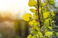 Natural green background with selective focus. Summer background Royalty Free Stock Photo