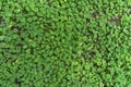 Natural green background, small clover sprouts, top view, texture
