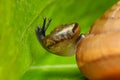 Natural green background. Snail on green leaves.Common garden snail crawling on green stem of plant.