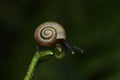 Natural green background. Snail on green leaves.Common garden snail crawling on green stem of plant.