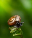 Natural green background. Snail on green leaves.Common garden snail crawling on green stem of plant.