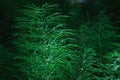 Natural green background and texture. Beautiful horsetail field in the forest in the sunlight close-up. Royalty Free Stock Photo