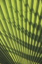 Natural green background. Texture of green leaf of palm tree with shadow. Royalty Free Stock Photo