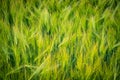 Unripe ears of rye on field Royalty Free Stock Photo