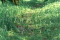 Natural green background. wet forest path after rain on a summer day Royalty Free Stock Photo