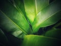 the natural green banana leaf have a smooth and glossy surface.the veins in nature of tropical climate garden of Thailand.