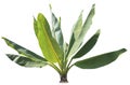 Natural green banana leaves plant for decorated in park and gar