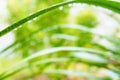Natural green blur Bokeh of dewdrop on leafs background Royalty Free Stock Photo