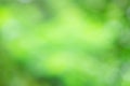 Natural green blured bokeh background