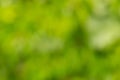 Natural green blurred background Royalty Free Stock Photo