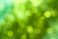 Natural green blurred background Royalty Free Stock Photo