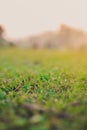 Natural green blurred background with sunshine - grass and foliage on nature in rays of sunlight - copy space - empty space Royalty Free Stock Photo