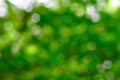 Natural green blurred background Royalty Free Stock Photo