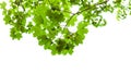 Natural green branch of field maple tree isolated Royalty Free Stock Photo