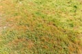 Natural green and brown meadow