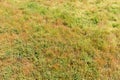 Natural green and brown meadow