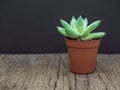 Natural green cactus, aloe succulent in a pot on wooden background