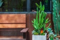 Natural green cactus potted in home garden next to wooden armchair near window for relaxing Royalty Free Stock Photo