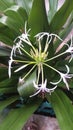 Natural green colour leaves with white flower. Uncommon flower . Royalty Free Stock Photo