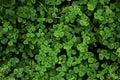 Natural green dark background. Plant and herb texture. Leafs green young fresh oxalis, shamrock, trefoil close-up Royalty Free Stock Photo