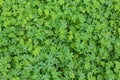 Natural green dark background. Plant and herb texture. Leafs green young fresh oxalis, shamrock, trefoil close-up Royalty Free Stock Photo