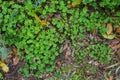 Natural green dark background. Plant and herb texture. Leafs green young fresh oxalis, shamrock, trefoil close-up. Beautiful Royalty Free Stock Photo