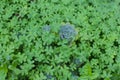 Natural green dark background. Plant and herb texture. Leafs green young fresh oxalis, shamrock, trefoil close-up Royalty Free Stock Photo