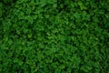 Natural green dark background. Plant and herb texture. Leafs green young fresh oxalis, shamrock, trefoil close-up Royalty Free Stock Photo