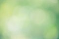 Natural green defocus light background. Blurred defocus greenery Royalty Free Stock Photo