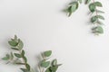 Natural green eucalyptus branches on empty light grey background with copy space. Trendy layout with fresh plant. Eco