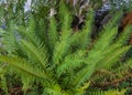 Natural green fern in the forest close up. Beautiful fern leaf texture in nature. Natural ferns background Fern leaves Royalty Free Stock Photo