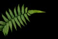 Natural green fern leaf isolated on black background, clipping path included Royalty Free Stock Photo