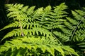 Natural green fern leaves perfect background and texture.Young fern leaf early summer morning