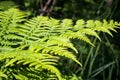 Natural green fern leaves perfect background and texture.Young fern leaf early summer morning Royalty Free Stock Photo