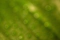 Natural green foliage soft blurred background in bokeh in summer