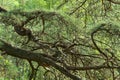 Natural green forest background made from thick pine branches, twigs and needles Royalty Free Stock Photo