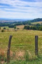 Natural green forest field view with cows in nature. Beautiful hills on the countryside on a farm with animals. Blue