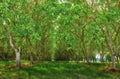 Natural green forest field view in nature. Beautiful trail through tall trees setting a path surrounded by grass, leaves Royalty Free Stock Photo