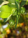 Natural green fresh organic home garden plant cherry on the tree under natural sunlight