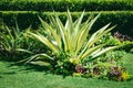 Natural Green Freshness Of The Giant Cabuya Or Furcraea Foetida And Other Ornamental Plants In A Garden