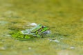 Natural green frog Rana esculenta sitting in water Royalty Free Stock Photo