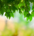 Natural green grape leaves covering