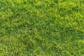 Green grass texture 1 Royalty Free Stock Photo