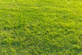 Green grass texture 2 Royalty Free Stock Photo