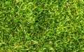 Natural green grass background. Green grass field photo background. Spring banner of fresh green grass. Royalty Free Stock Photo